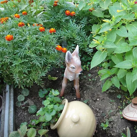 Guest Kotvаta Vendégház