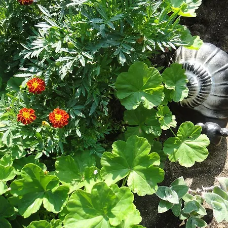 Guest Kotvаta Lozenec