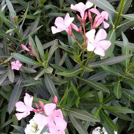 Guest house Guest Kotvаta