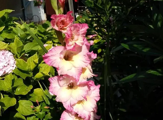 Guest Kotvаta Casa de hóspedes 2*