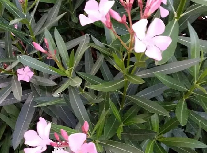 Casa de hóspedes Guest Kotvаta