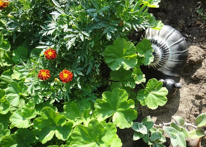 Guest Kotvаta Lozenets